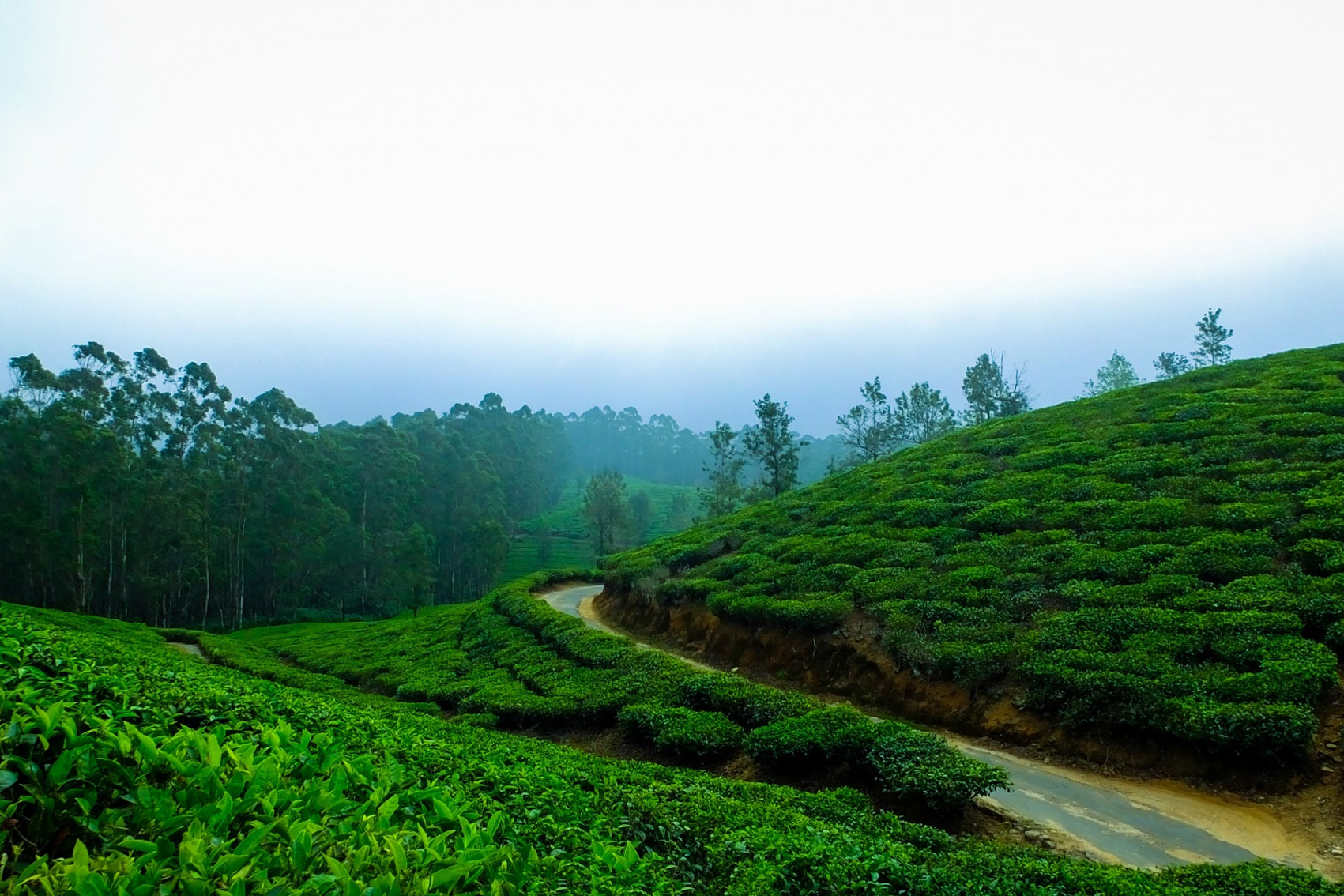 Tamil Nadu - Ooty