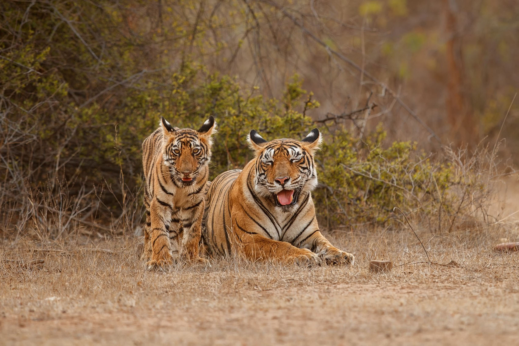 Bihar - Valmiki Nagar Tiger Reserve