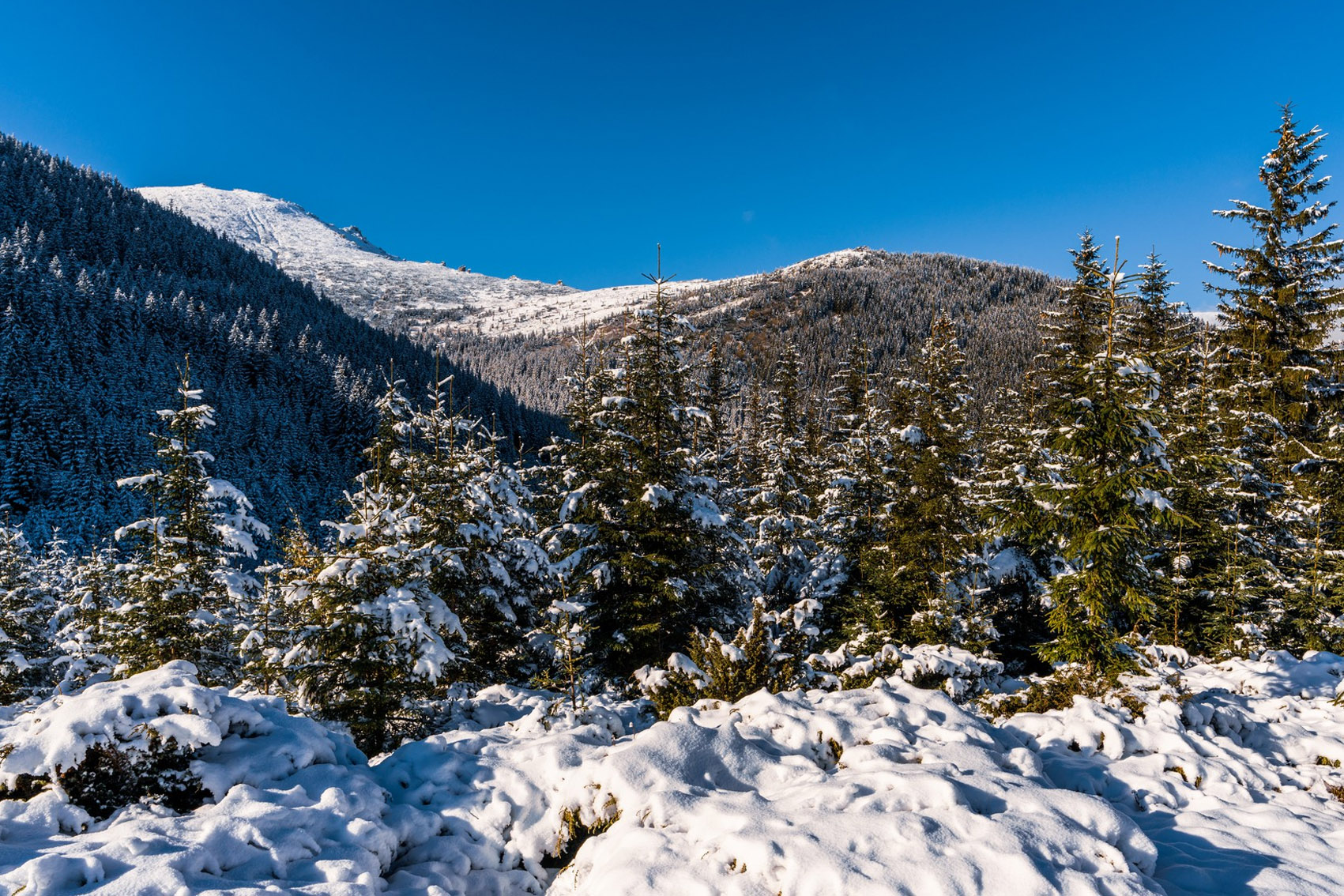 Jammu Kashmir - Gulmarg